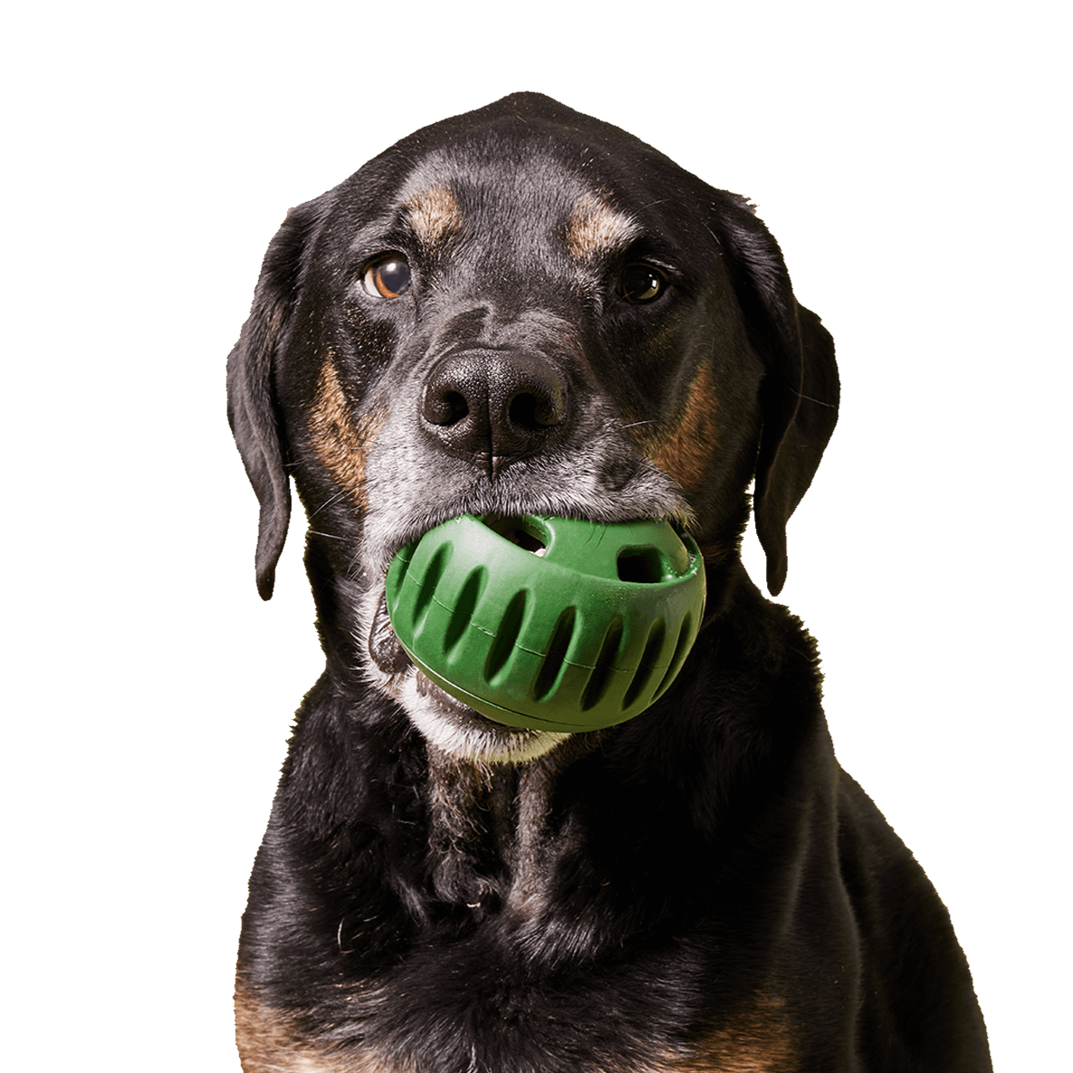 Pupsicle + FREE Treat Mould